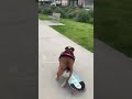 Giotto rolling on a beautiful afternoon🤗🐶 #bulldog #skateboarding #dogbreed #unico #dog #pets #sky