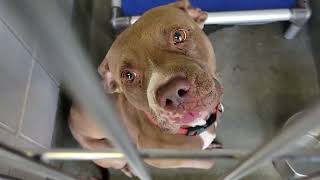 acs A684013