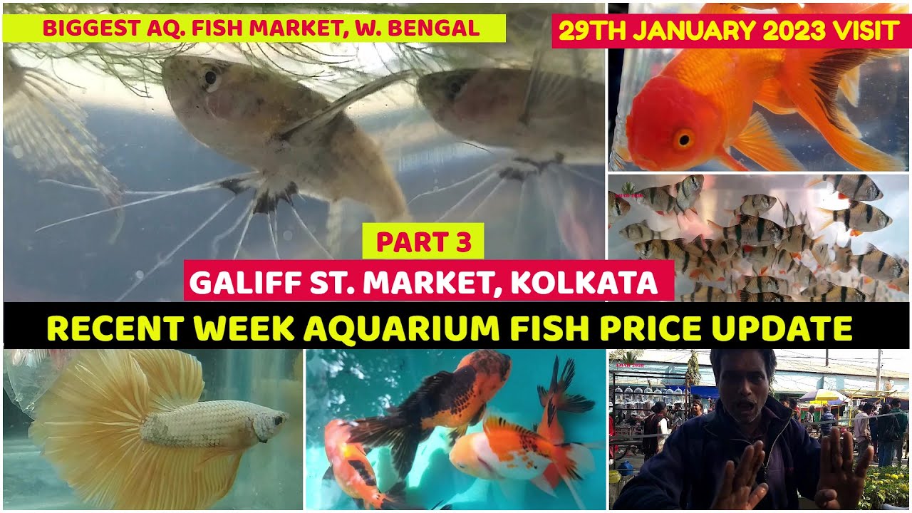 Aquarium Fish Recent Week Price Galiff Street Cheapest Aquarium Fish