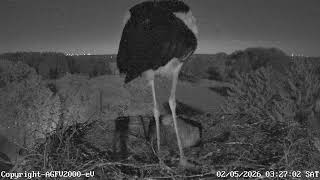 Horst fliegt sehr früh los 02.05.2026 Storchennest Altlandsberg (Storchenkamera)