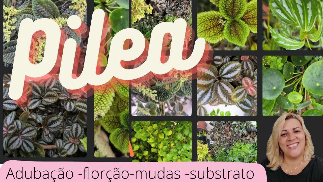minhas pileas - vem conhecer essa variedade de plantas - mostrei as minhas