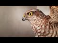 صقر الباز 🦅 لاتترك طيور الكناري بدون مراقبة عند التشميس