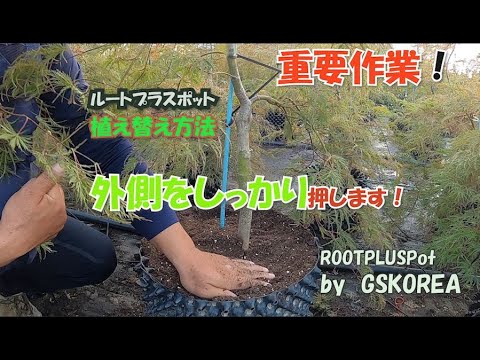 ルートプラスポットの植え替え】の重要作業【GSKOREA】 - YouTube