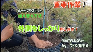 ルートプラスポットの植え替え】の重要作業【GSKOREA】 - YouTube