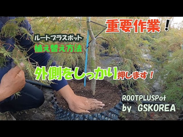ルートプラスポットの植え替え】の重要作業【GSKOREA】 - YouTube
