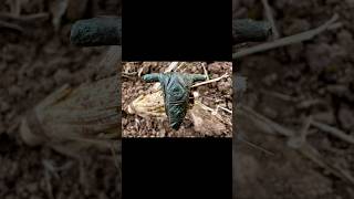 Epic Roman Fibula #metaldetecting #minelabmanticore #treasurehunting