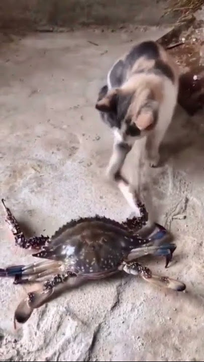 REAKSI KUCING DI GIGIT KEPITING