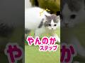 飼い主に「やんのかステップ」する子猫が必死すぎました