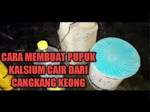 Video: Kerang Sebagai Sumber Kalsium