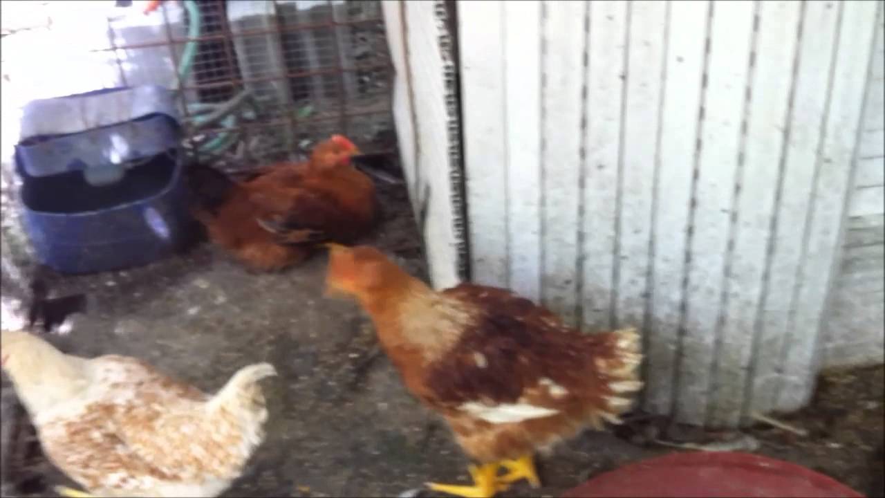 the fox in the henhouse la volpe nel pollaio YouTube