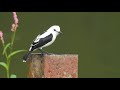 Fluvicola pica, Pied Water-Tyrant, Viudita Blanquinegra