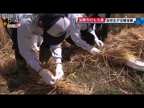 加東市の特産品「もち麦」で地域を元気に 高校生が収穫体験
