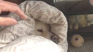 【秋田犬ゆうき】ぽかぽか陽気のうたた寝が始まったところで優しい飼い主が布団を掛けてくれる【akita dog】