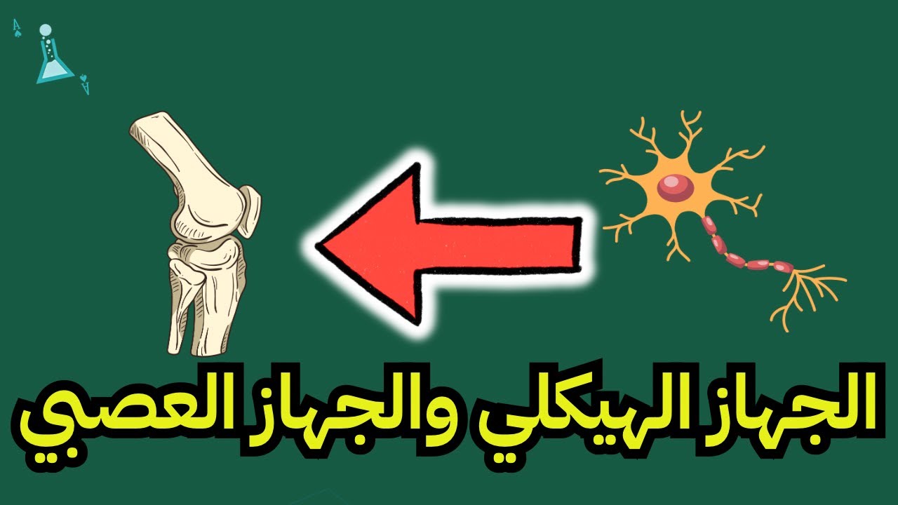 الجهاز الهيكلي والجهاز العصبي | علوم الصف ثاني متوسط