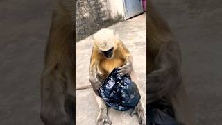 #funny #monkey #comedy #simmba #funnymonkey #monkeysr
