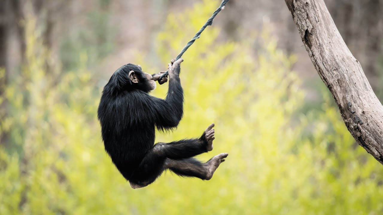 Chimpanzee – The Chimp Champs