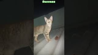 பூனையை காப்பாதியாச்சி கஷ்டபட்டு #kullumandis