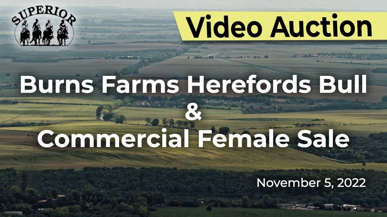 Burns Farms Herefords Bull Commercial Female Sale YouTube