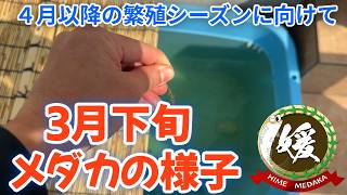 メダカの様子～春の産卵に向けたシーズンの始まり～【媛めだか/3月・4月】