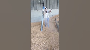 Grain loading machine, corn, wheat, grains and miscellaneous grains, loading
