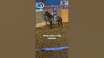 Speed Transitions On Your Gaited Horse! Part 12! | The Horse Guru-Michael Gascon