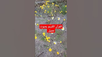 القرآن الكريم بصوت جميل #اكسبلور #قرآن #تيك_توك #quran #لايك #القرآن_الكريم #ترند #في
