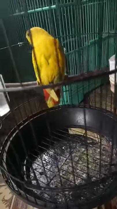 Serindit warna kuning/blorok