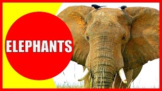 ELEPHANT Facts for Kids - Information About Elephants for Children, Elephant Sounds | Kiddopedia