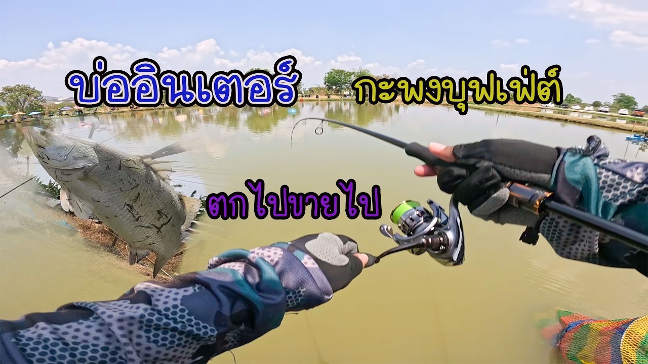 ตกปลากะพงบุฟเฟ่ต์ 250โล บ่ออินเตอร์ ตกได้ขายไปเลย กัดยับ