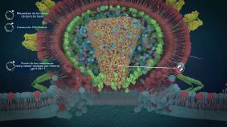 virus vih 1 y dengue