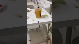 Loja Infestada De Baratas