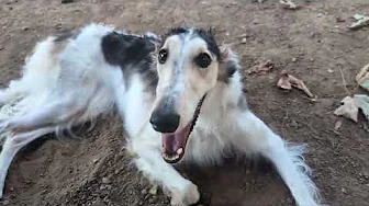 Borzoi Puppy tries out new Hairstyle 