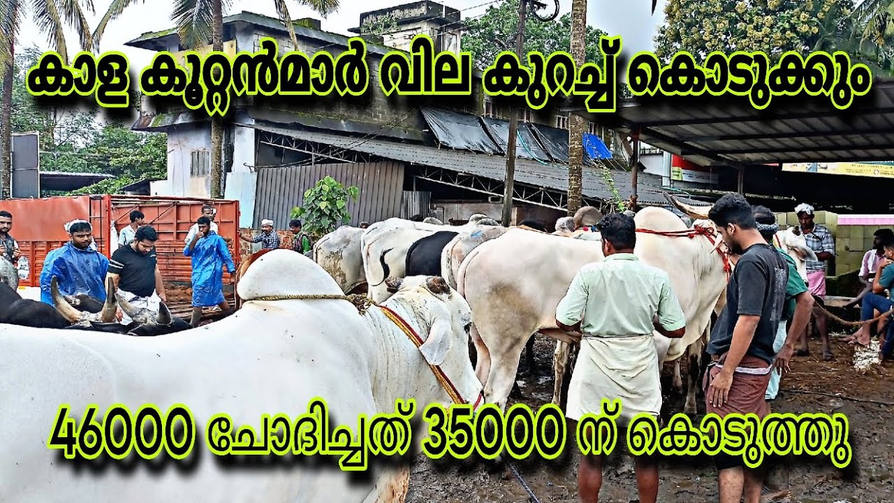 കാള കൂറ്റൻമാർ വില കുറച്ച് കൊടുക്കും..46000 ചോദിച്ചത് 35000 ന് കൊടുക്കും
