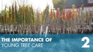 Module 2: The Importance of Young Tree Care
