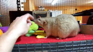 Its Raturday! An Introduction