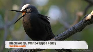 Black Noddy Or White-Capped Noddy Anous Minutus Weißkappennoddi 1