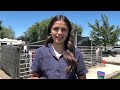 Wilder FFA Student Emma Hacker Prepares Pigs Daily for Fair Season