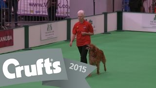 Inter-Regional Obedience - Class A - Part 1 | Crufts 2015