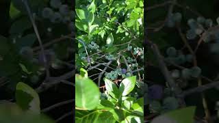 Bird food