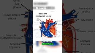 Jak działa serce u zdrowego człowieka?
