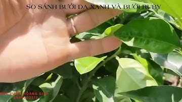 Cách phân biệt cây giống bưởi da xanh và bưởi ruby