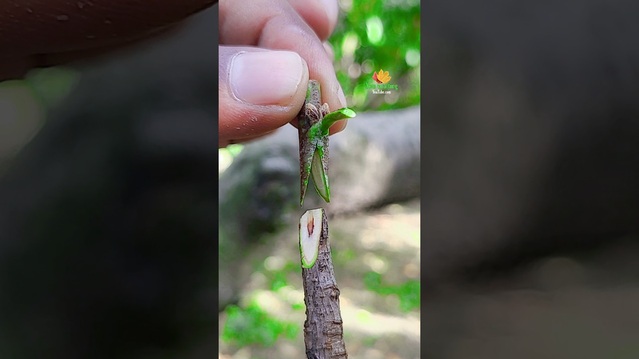 Best grafting on the 2025-unique grafting technique for fruit plants 