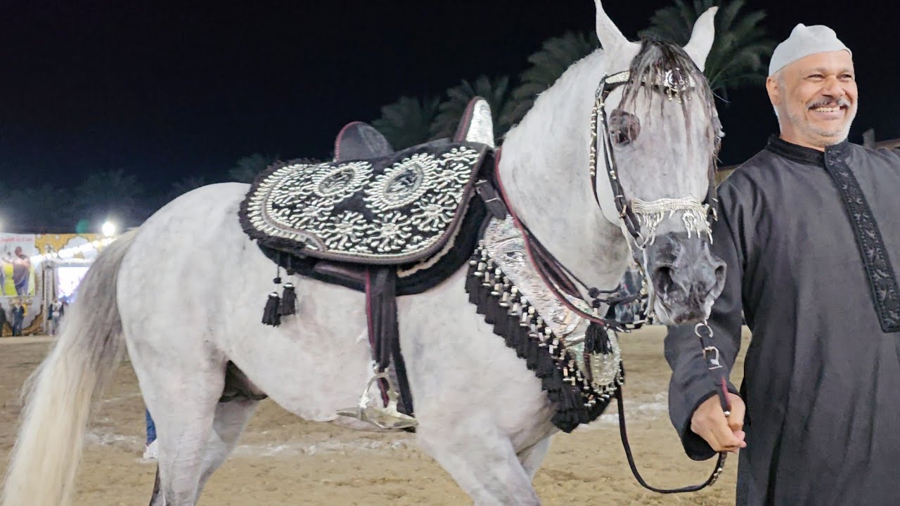 رقص خيول عربية مهرجان البحيرة السابع عشر لأدب الخيول العربية الجزء الثاني