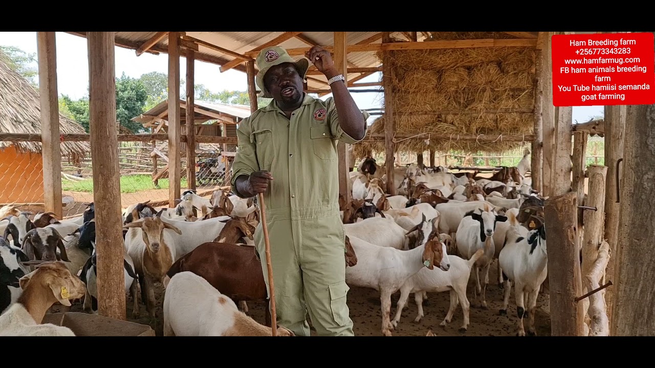 skills of managing a farm by hamiisi semanda +256773343283 www.hamfarmug.com