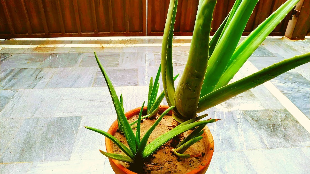 How to Grow Aloe Vera in Pots YouTube