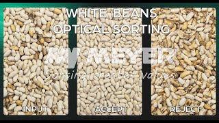 White Beans Optical Sorting - MEYER Europe