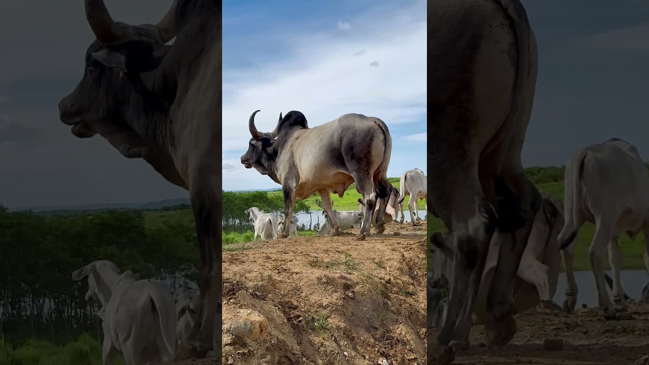 BOI BRUTO MARCANDO TERRITÓRIO NA FAZENDA #shorts
