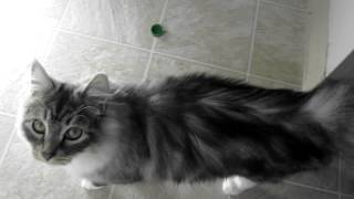 Dexter The Siberian Kitten Speaks