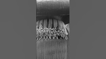 Two Bees go Bananas 😜 #simpleedit #videoediting #asmr #bees #birds #calming #fyp