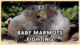 Cute Baby Marmots Playing